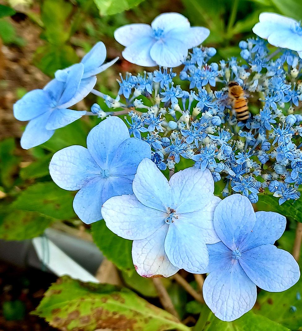 少し青空が見えて きてお日様🌞もお顔出したです😊🌺🌿