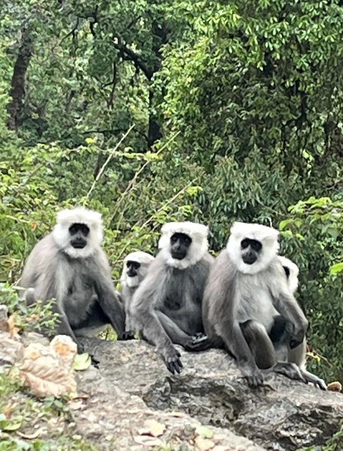 ukfrihaldwani's tweet image. Himalayan Langur as recorded by us in Mandal (Chamoli distt); only primate  species found in #Himalaya; a leaf eating and highly social #primate; reported in Mandal and Pangot areas in #Uttarakhand; prefer high density #oak forest; seasonal migration to low elevations in winters.