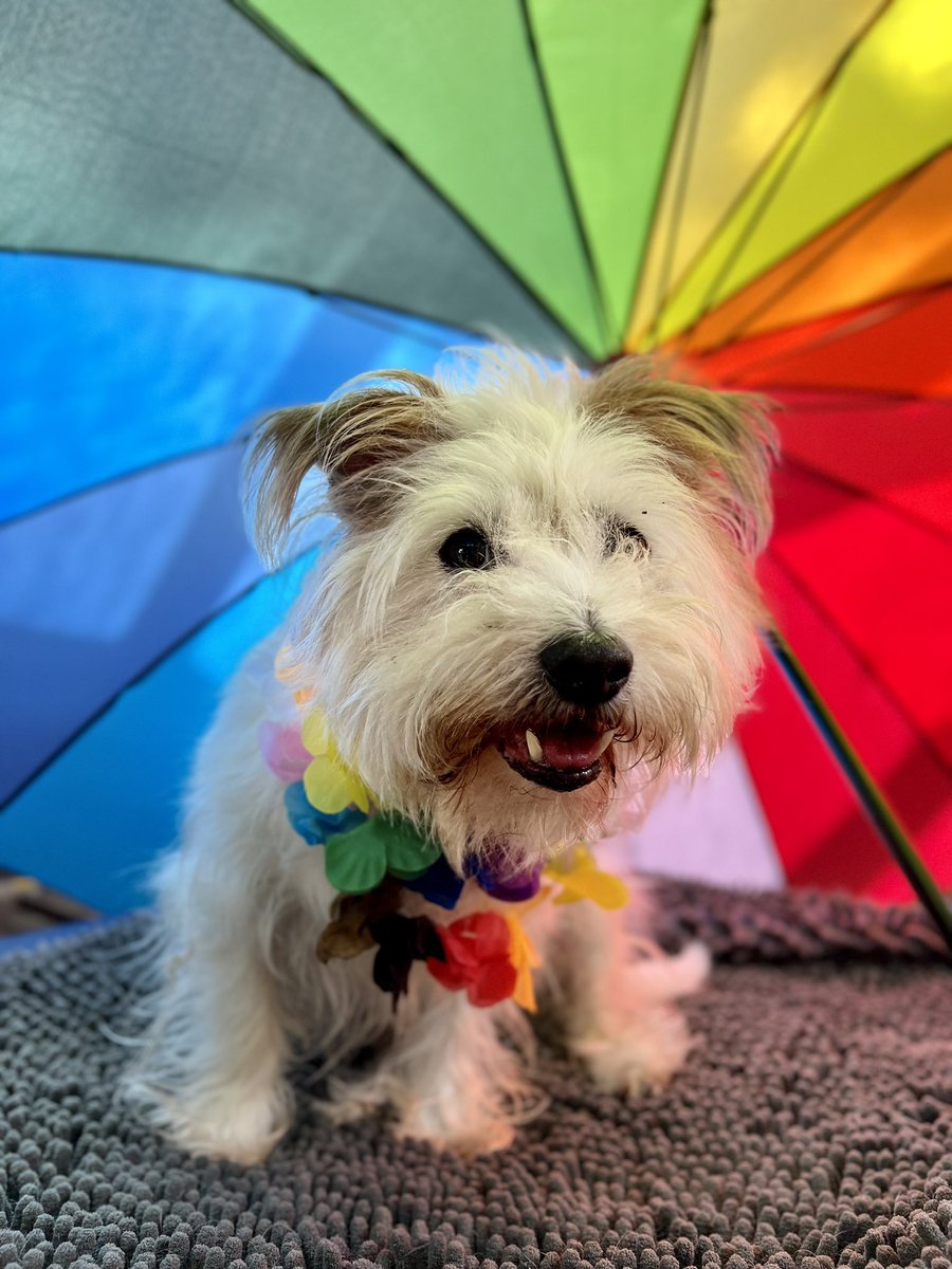 Caroline Hope (@caroline_hope_) on Twitter photo Two days and fourteen hours to go…
This weekend I am very excited to be a kicking off the start of another year of celebrations with our LGBTQ+ network <a href="/DeloitteProud/">Proud at Deloitte</a> .
1st Pride Parade of the year in our very own #Birmingham
Hope to see you there!
❤️🧡💛💚💙💜🩷🤎🖤🩶 Two days and fourteen hours to go…
This weekend I am very excited to be a kicking off the start of another year of celebrations with our LGBTQ+ network <a href="/DeloitteProud/">Proud at Deloitte</a> .
1st Pride Parade of the year in our very own #Birmingham
Hope to see you there!
❤️🧡💛💚💙💜🩷🤎🖤🩶