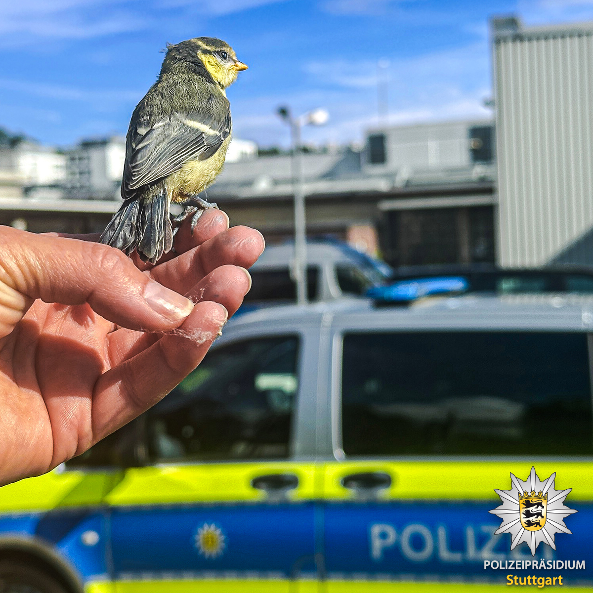 Unser Einsatztraining umfasst nun auch Flugstunden. Als es diese Meise nicht schaffte auf dem Werkstattdach zu landen, flog sie in das Lager. Unsere Einsatztrainerin brachte sie dann wieder raus zur Mutter. Danke an Mirjam für diesen 📸 #Trainingsmoment Eure #Polizei #Stuttgart