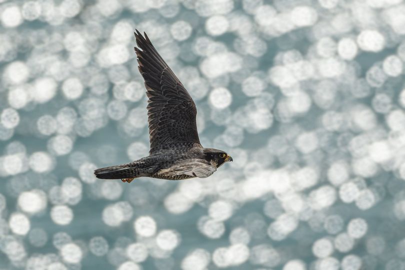 What an absolutely amazing photo captured of a passing Peregrine! 🌊💙 📷 Maciej Wontorowski