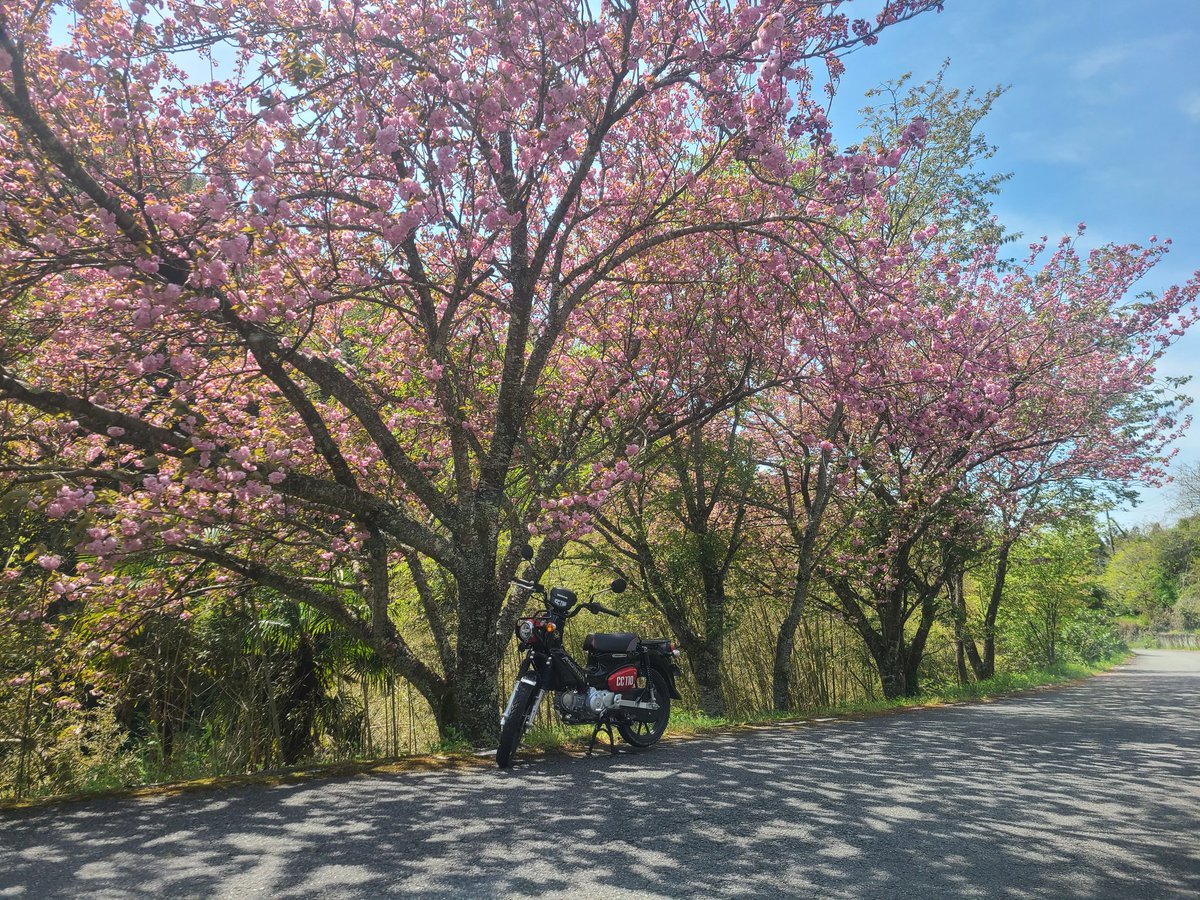 牡丹桜🌸