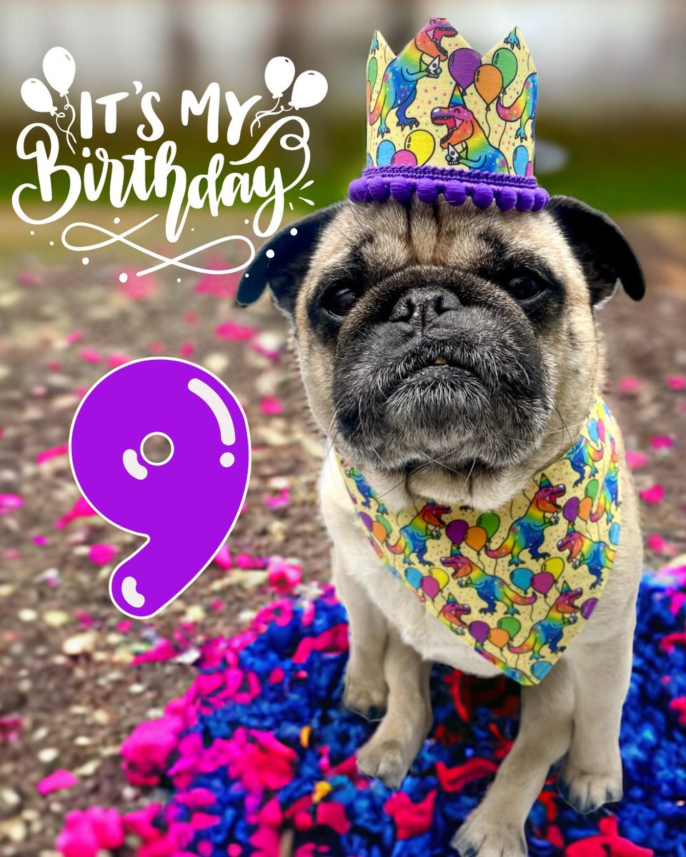 frankysbowtique's tweet image. Frank is 9 today. I don’t know where 9 years went 🥹 
my first dog &amp;amp; he brought so much to my life.  He’s had a spinal condition since he was 2. So not had the easiest of times but he’s always so strong &amp;amp; happy 🦖💜 #dogbirthday #birthday