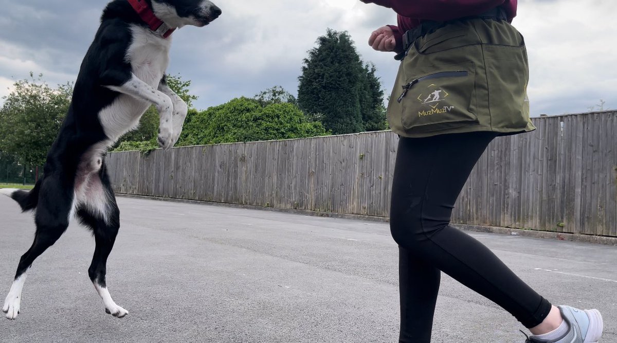 Elkers's tweet photo. Me: Woodbine, seeing as your leg is sore I’m going to teach you a nice calm trick that involves absolutely no bouncing.

Woodbine: um yeah, anyways

(he sprained it parachuting. it is clearly not bothering him that much) https://t.co/eU1HgMgYJA