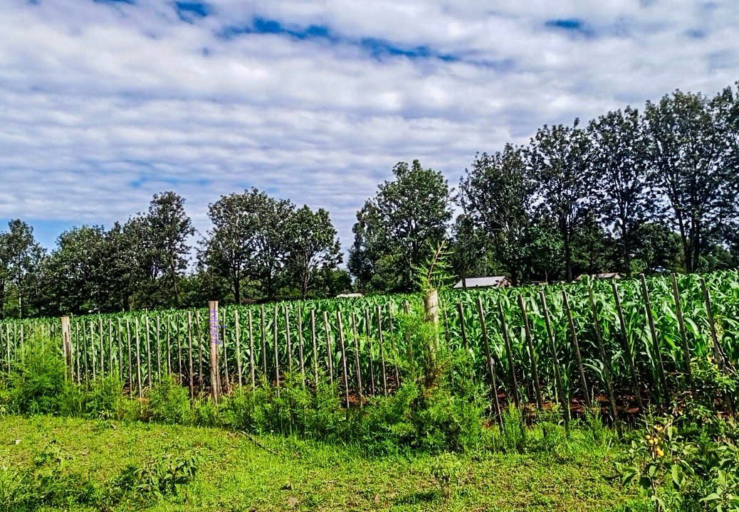 Cypress trees planted so straddle the fence during the drought of 2022 catching up nicely. The maize must be laughing at them though 😄

#HobbyFarmer 

📌 Jamii na Jamaa Farm, Uasin Gishu