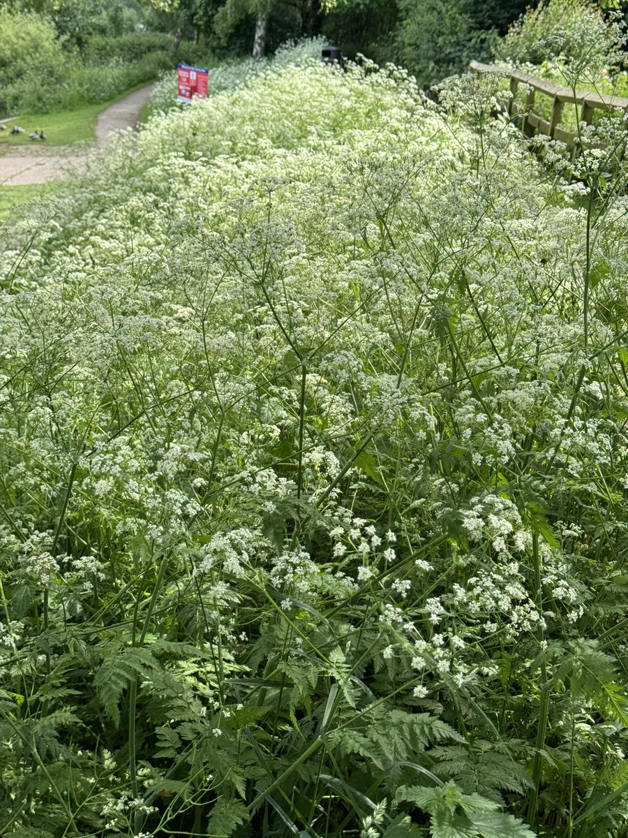 #AlphabetChallenge #WeekU Cow Parsley, one of the Umbellifers