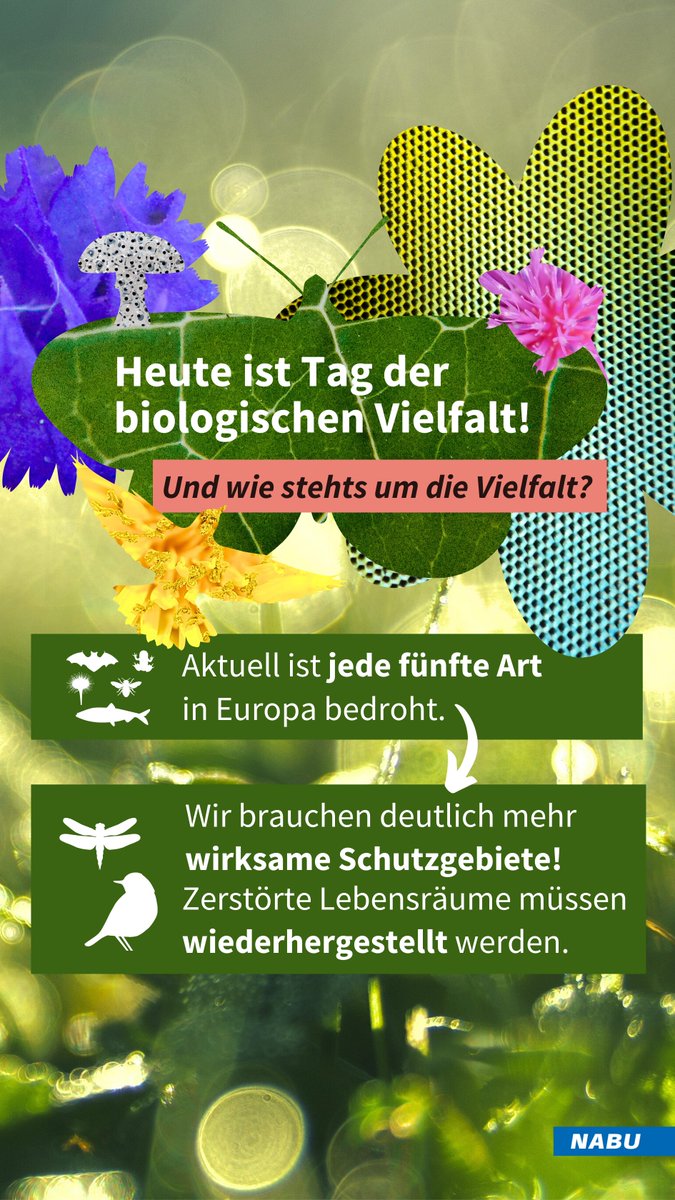 📢 Natur braucht Platz! Zerstörte &amp; zerschnittene Lebensräume müssen zeitnah mittels Nationaler #Biodiversität|sstrategie wiederhergestellt werden 🏞️. Wir brauchen wirksamere Schutzgebiete!👉Weil Natur Zuhause ist. Vielfalt schützen. Naturkrise stoppen: nabu.de/natur-und-land…