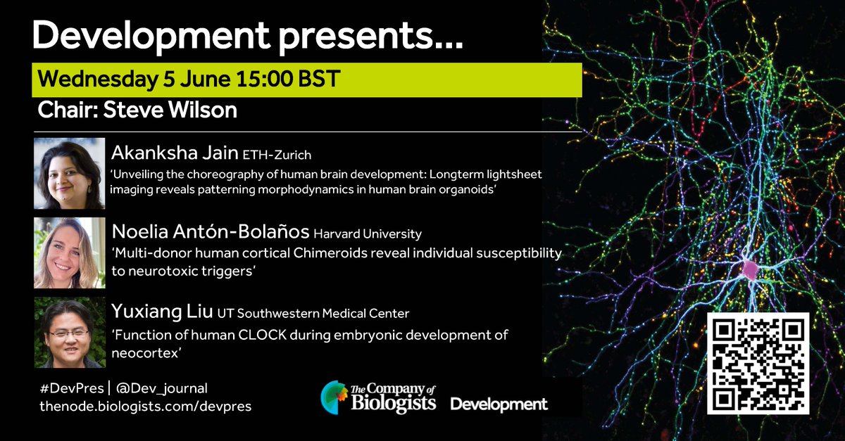 Register to attend our next Development presents... webinar on brain development, chaired by @Dev_journal Deputy Editor @stevewilsonfish and featuring talks by @Jain_Akanksha_, @BolanosAnton and @Brain_EvoDevo. 📅Wed 5 June 15:00BST us02web.zoom.us/webinar/regist… #DevPres #DevBio