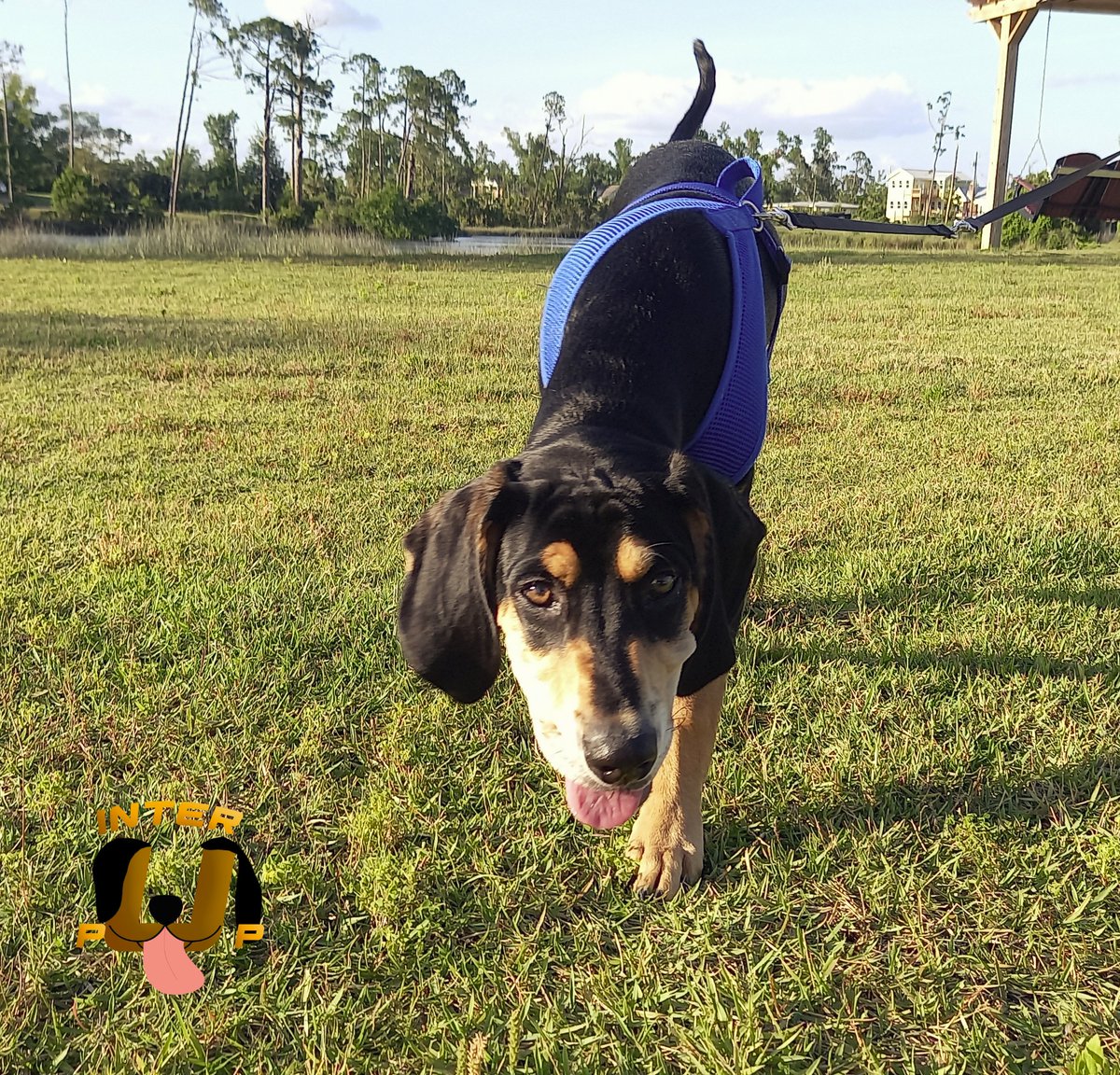 Harnessing my inner explorer! | James Bean

#InterPup #JamesBean #Puppy #Pup #Dog #PuppyPictures #Beagle #Coonhound #BlackandTan #BlackandTanCoonhound #doggy #pet #mydog #doglover #pupper #bark #spoiled #dogstagram #dogsofinstagram #puppiesofinstagram #doglife #dogs #ilovemydog