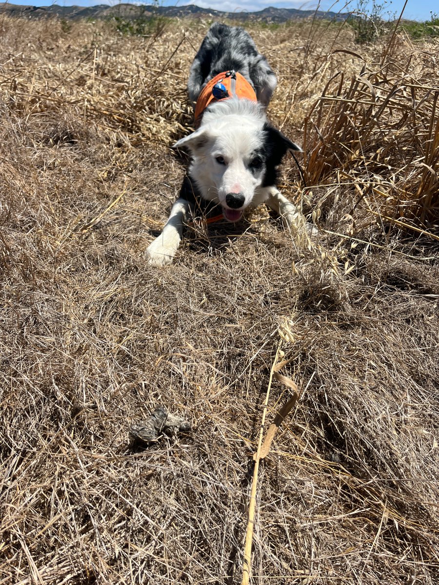 Kayla Fratt (she/her) tweet media