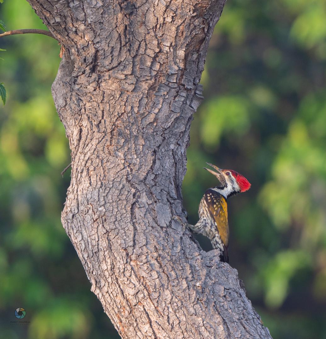 The Urban woodpecker Lesser Goldenback #IndiAves #Wildlife #natgeoindia #birdwatching #birdphotography #NaturePhotography