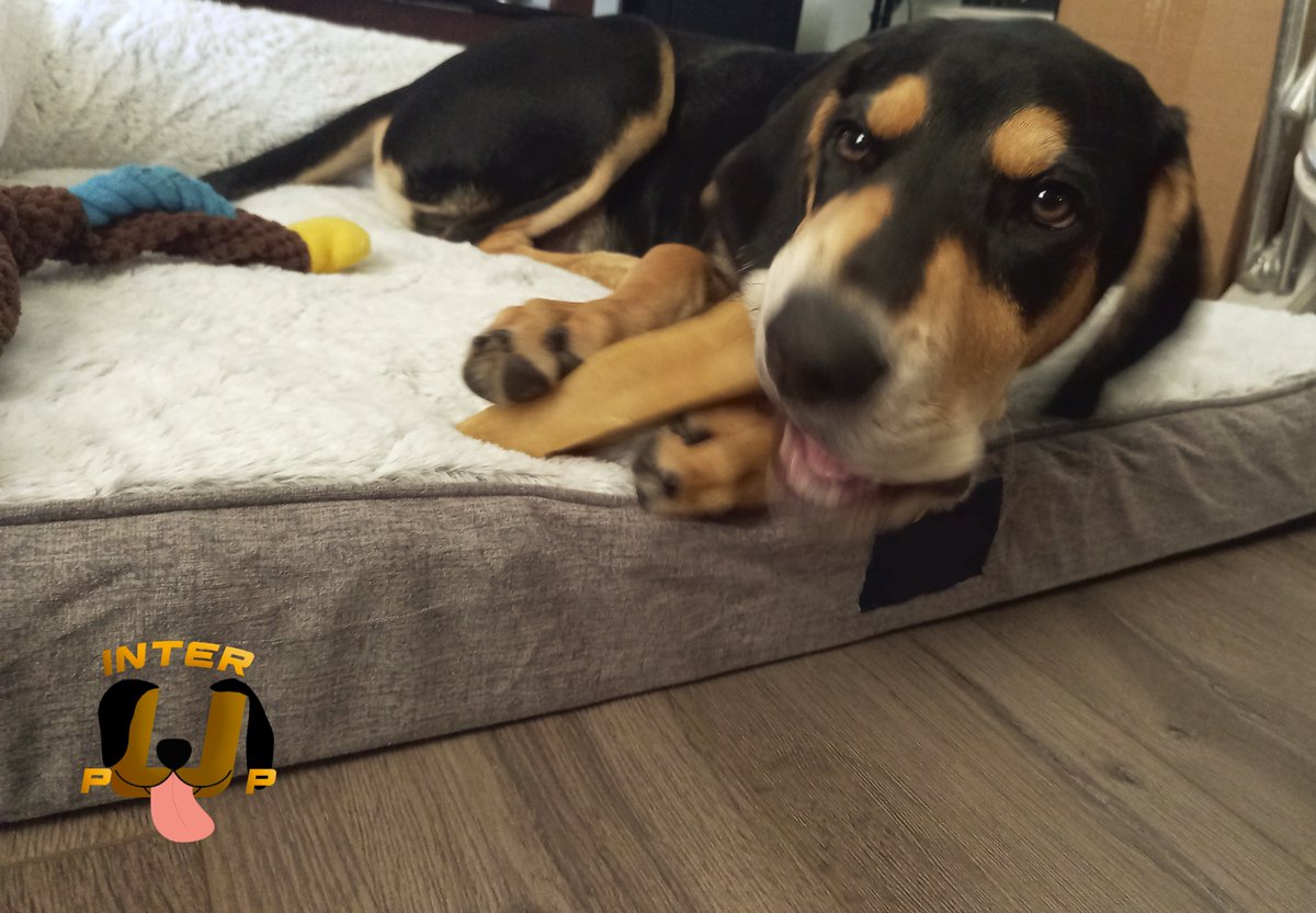 Me trying to explain to my dog that the internet isn't a chew toy. | James Bean

#InterPup #JamesBean #Puppy #Pup #Dog #PuppyPictures #Beagle #Coonhound #BlackandTan #BlackandTanCoonhound #doggy #pet #mydog #doglover #pupper #bark #spoiled #dogstagram #dogsofinstagram