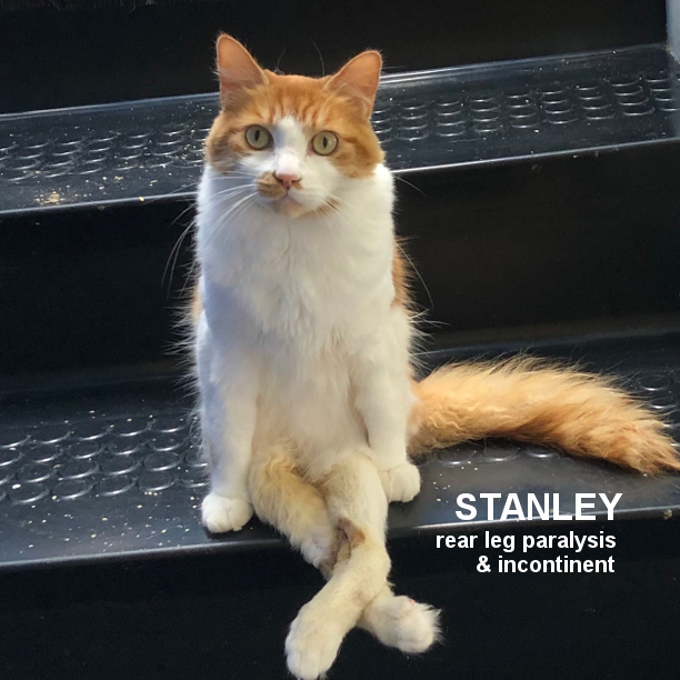 Sometimes we must go above & beyond
when with a cat we form a lasting bond!
'Stanley' in #SantaRosaCA may be one!
& could be your forever loving son!
This adorable boy other cats he likes
so adopt him & do whatever it takes!
(Shared with love)! 🥰👏🙏🐈
snapcats.org