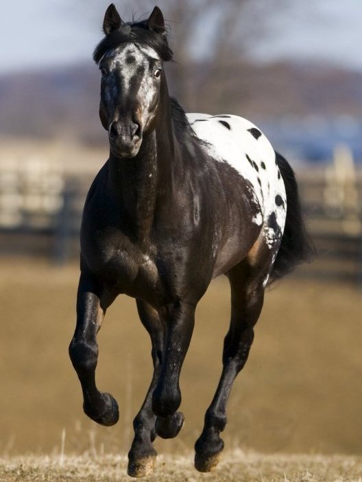 Little anecdote cause I was sitting here reading and thinking about Tolkien's love of horses.

My favorite breed of horse is the Appaloosa. When I was a small boy, my grandfather had an Appaloosa by the name of 'Cherokee'. I can't remember whether the horse was a gelding or a