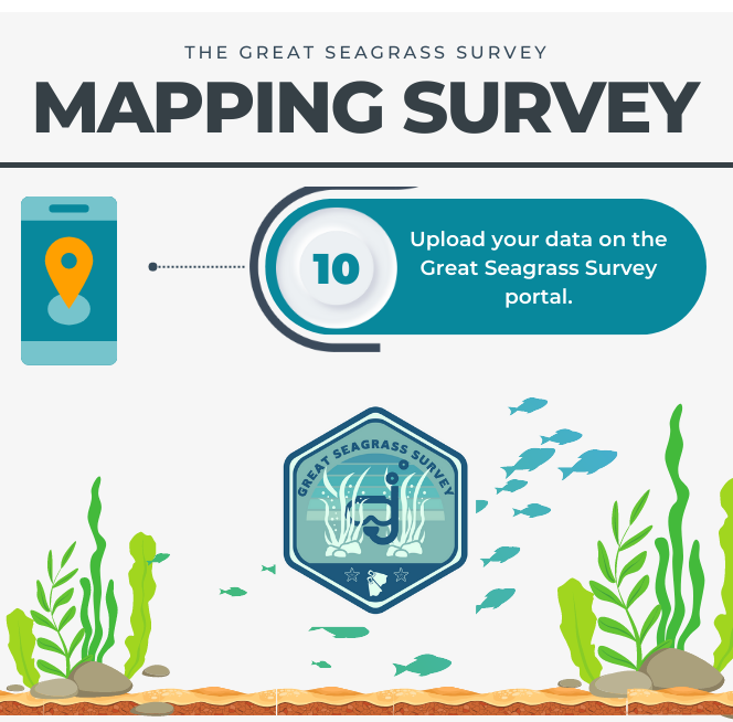 With the Great Seagrass Survey just around the corner, we look at just how you go about mapping Seagrass! bsac.com/training/skill… With: @seawilding @ProjectSeagrass @OfficialZSL @Bluemarinef