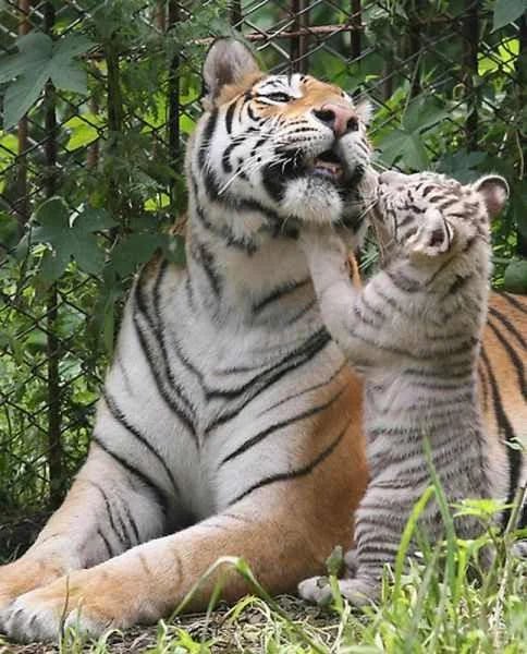 Good morning X-Friends…Happy Wednesday 🌳☀️🐯🐯🧡 #WednesdayMorning 🌷 #CoffeeTime ☕️ #AnimalLovers 🩷 #StayPositive 🌸 #PeaceAndLove 🕊️