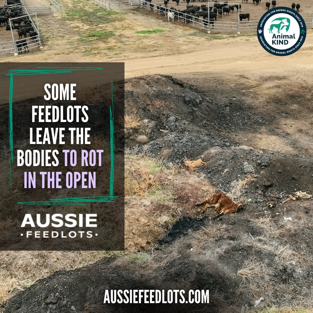 Swipe 👉🏼 to learn about deaths on Aussie Feedlots. Feedlots, hubs of cruelty and anguish, are responsible for a staggering 80% of the 'beef' found in supermarkets. Choose kindness instead.