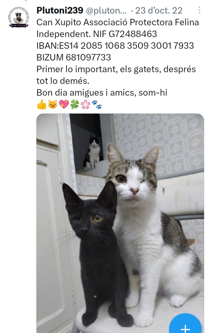 Bon dia amigues i amics, som-hi ☕💖🍀🌸🐾