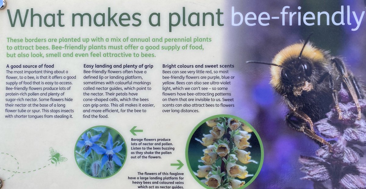 @chatbiology We are lucky enough to have @CUBotanicGarden @CUBGLearning over the road with their Bee Borders.

Can highly recommend a trip to explore floral adaptations to improve communication to pollinators. #ChatBiology #WorldBeeDay #BiodiversityDay