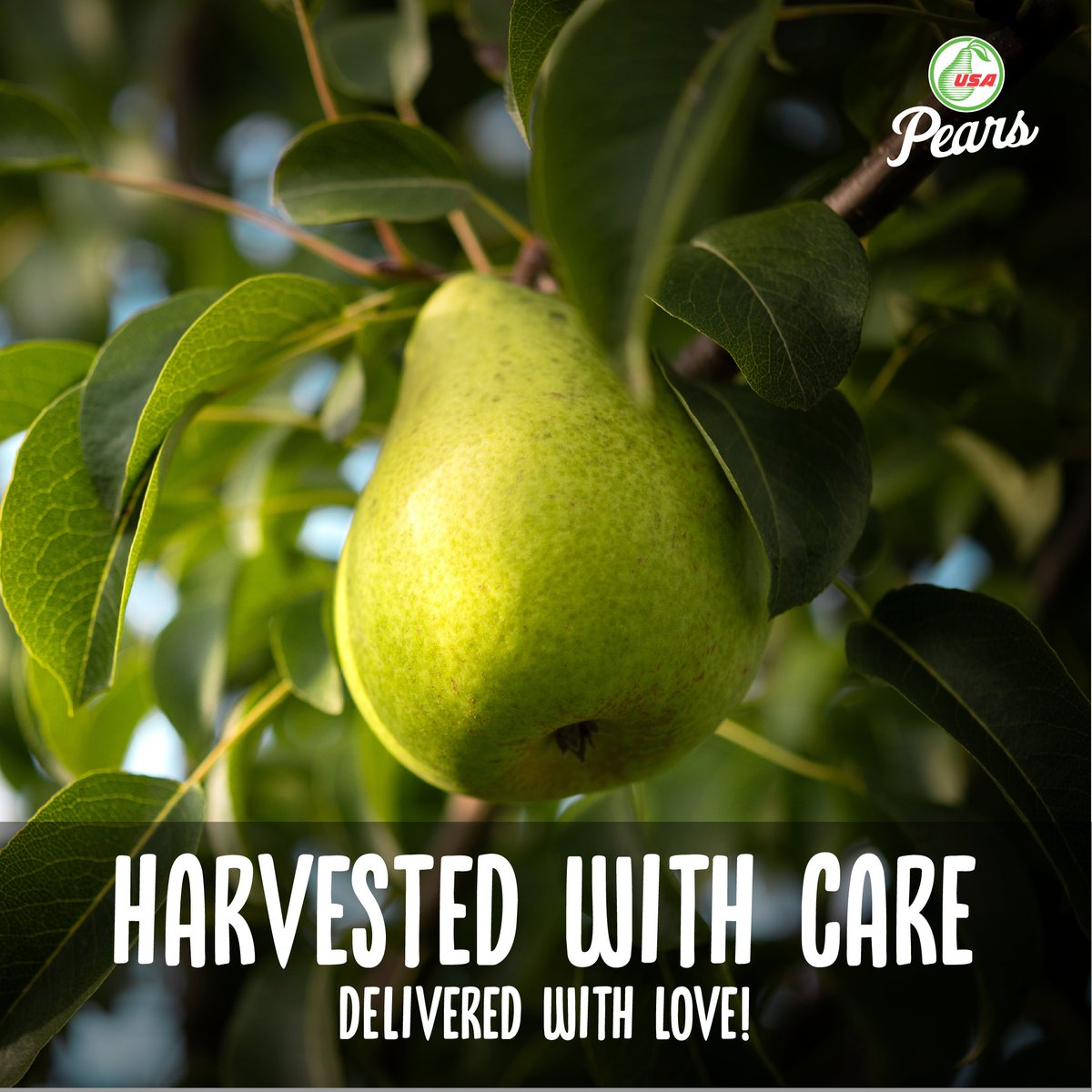 Taste the perfect blend of sweetness and freshness, straight from American orchards to your table.

usapears.org/tree-to-table/

#USAPears #USAPearIndia #Pears #Fruit #Nutrition #BestQuality #FarmToTable