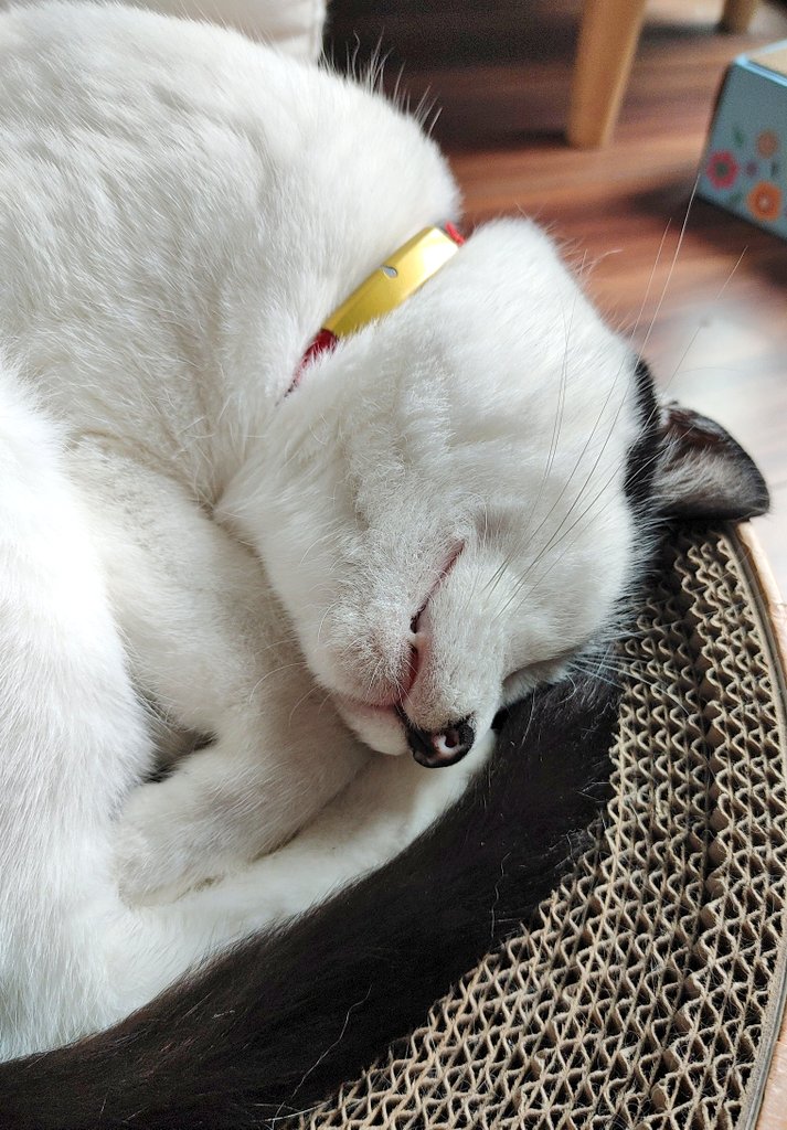 がっつり寝た。 #猫 #CatsLovers