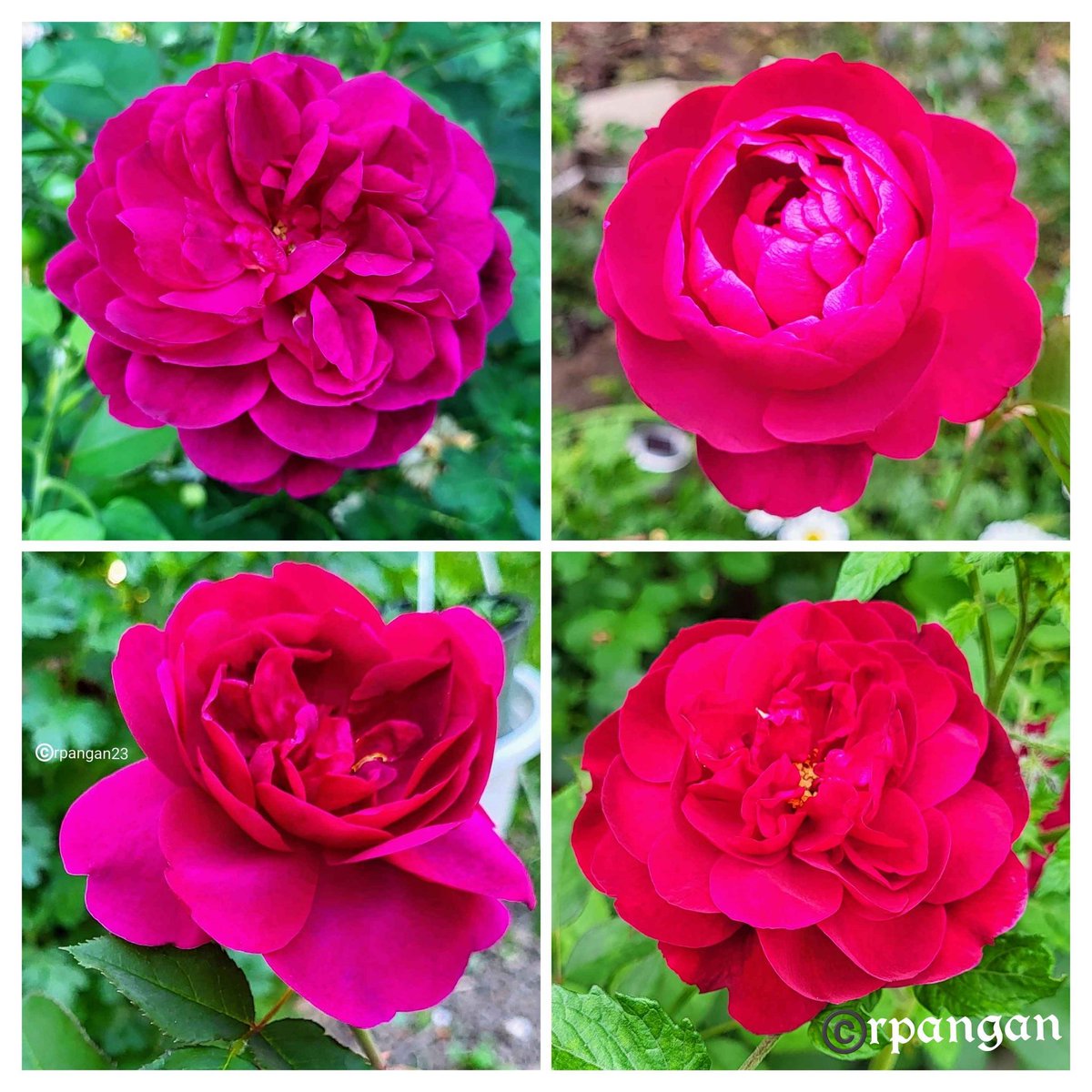 Rosa Darcey Bussell by David Austin in different stages of bloom as photographed last year. Plenty of buds at the moment, won't be long now before I get to see and smell them again!🌹😘
#RoseWednesday #mygarden #GardeningTwitter #roses #RoseADay #FlowersOnX #FavouriteSeason