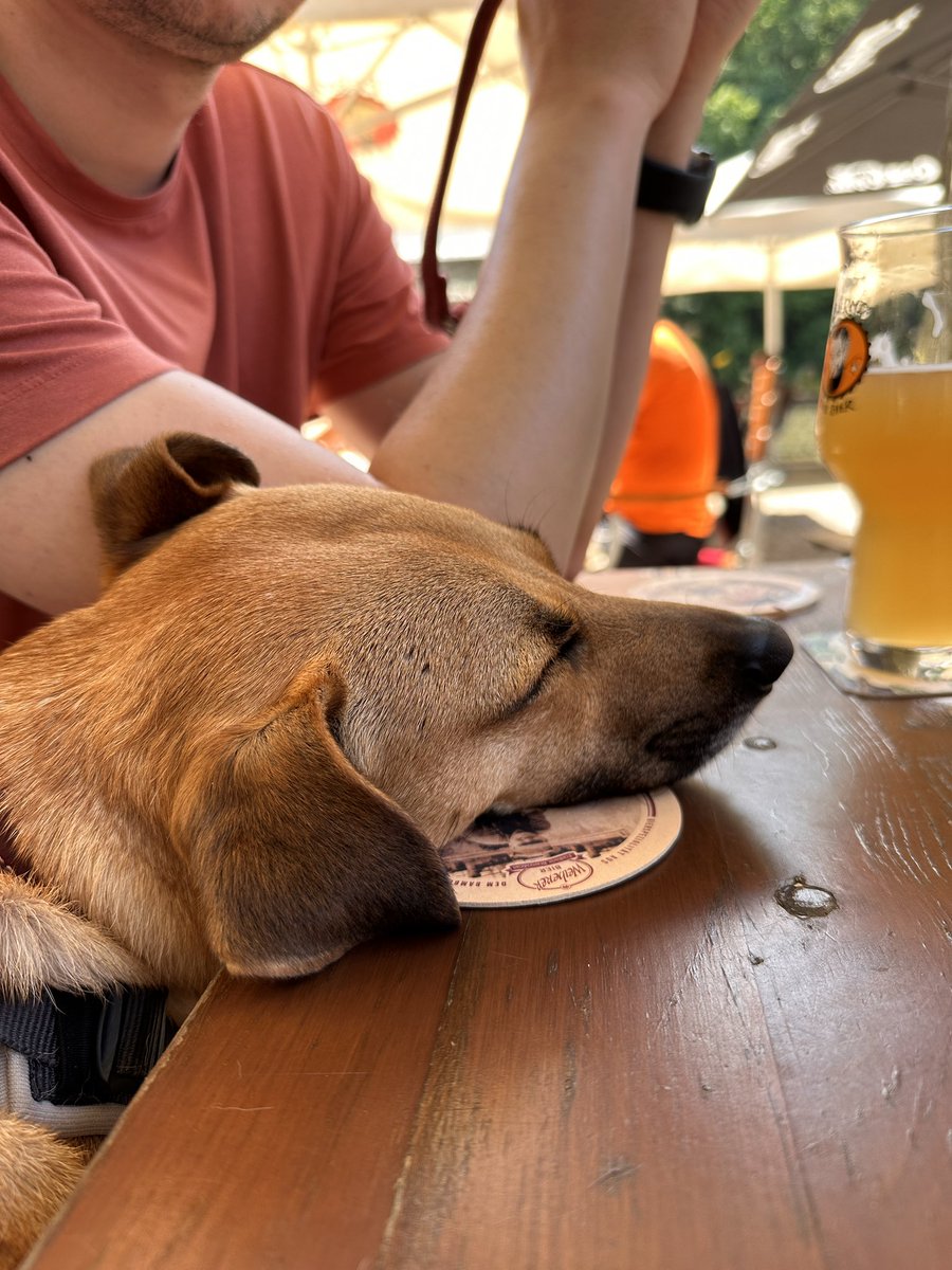 darkinss's tweet image. Rosita tiene pasaporte europeo y duerme sobre portavasos bávaros