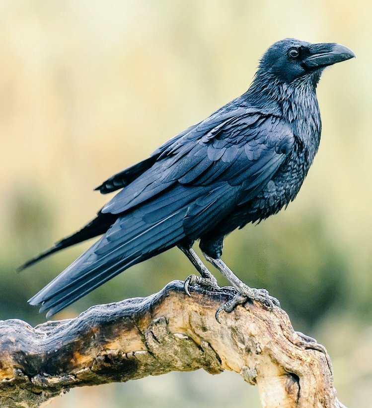 Give a child it's first drink from the skull of a raven to receive powers of prophecy and wisdom in Druidry, raven is one of the oldest and wisest of birds: 'To have a raven's knowledge' is an ancient proverb meaning, to have a Seer's supernatural powers #legendarywednesday
