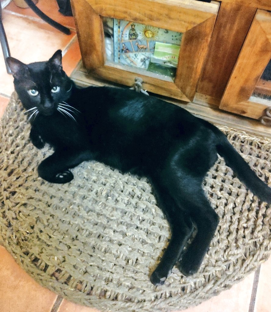 perlaolivia's tweet image. #beautifulcat My #Meully