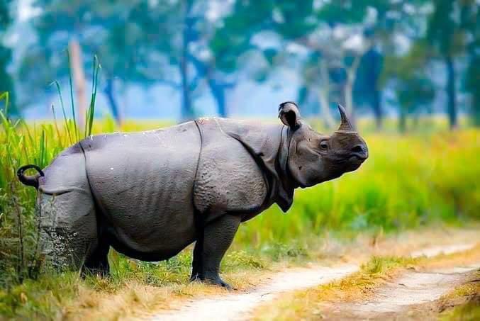 Assam is blessed with a rich variety of flora & fauna. On #InternationalBiodiversityDay, let's reaffirm our commitment to preserve biodiversity for a sustainable future 🌏