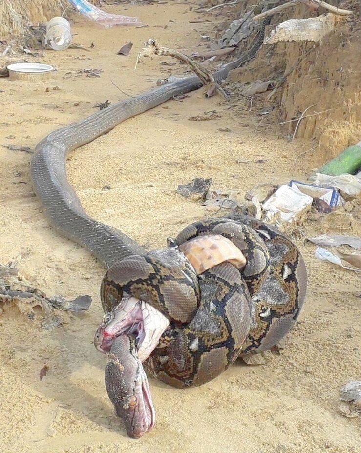 This is called natural justice. King cobra bites python. Python crushes cobra to death, but python dies from king cobra's venom.