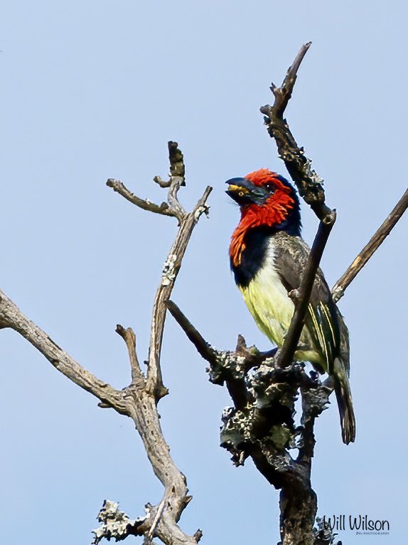 A Black-collared Barbet with its mouth full… 📍@AkageraGame in @AkageraPark #Rwanda #RwOX #VisitRwanda