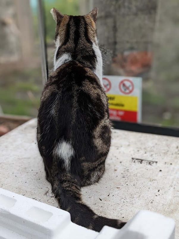 (Barbs) Betty told me that the white stuff I am sitting on is called polystyrene and it's bad for the environmant. I don't understand any of that but I know one thing - it's lovely and warm to sit on! It's funny how things that are bad can be so good in other ways.