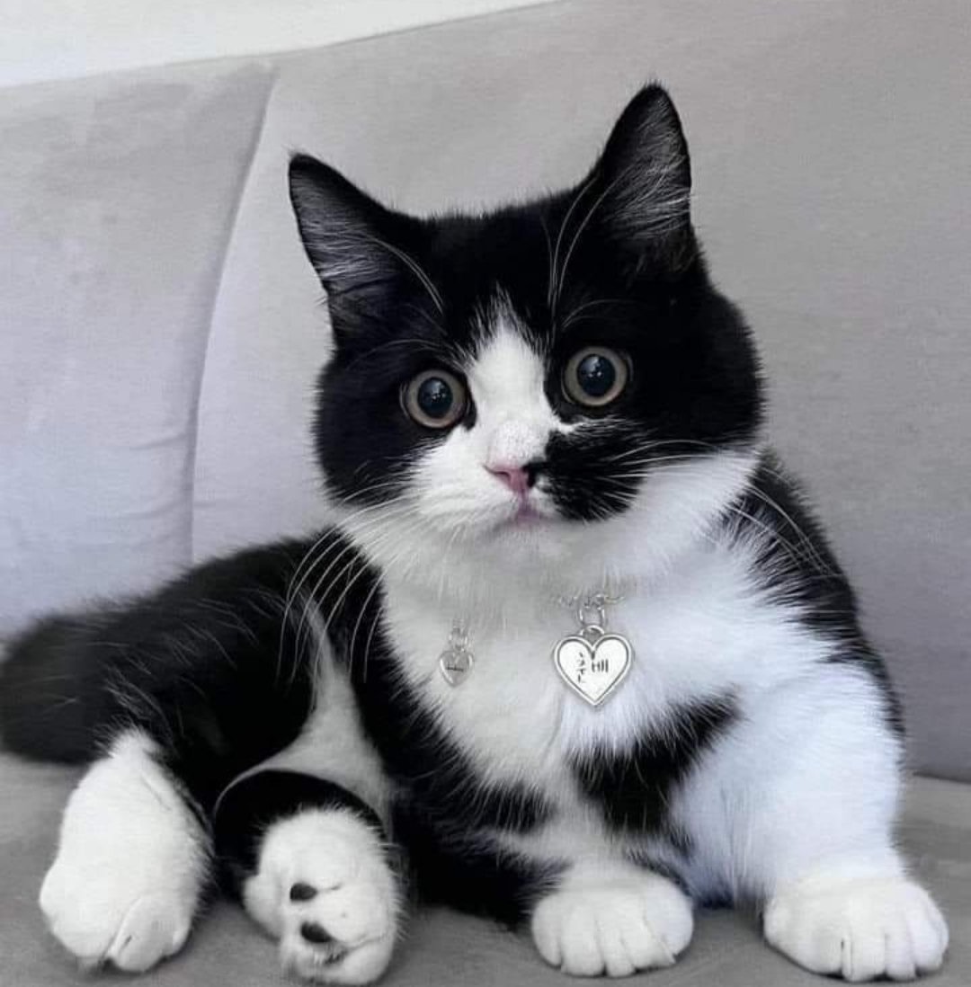 Sevgi ve muhabbetle 

 GÜNAYDIN DOSTLAR ☕🌷🥰🤗🙋‍♂️ 
#Birkapsubirkapmama 😻