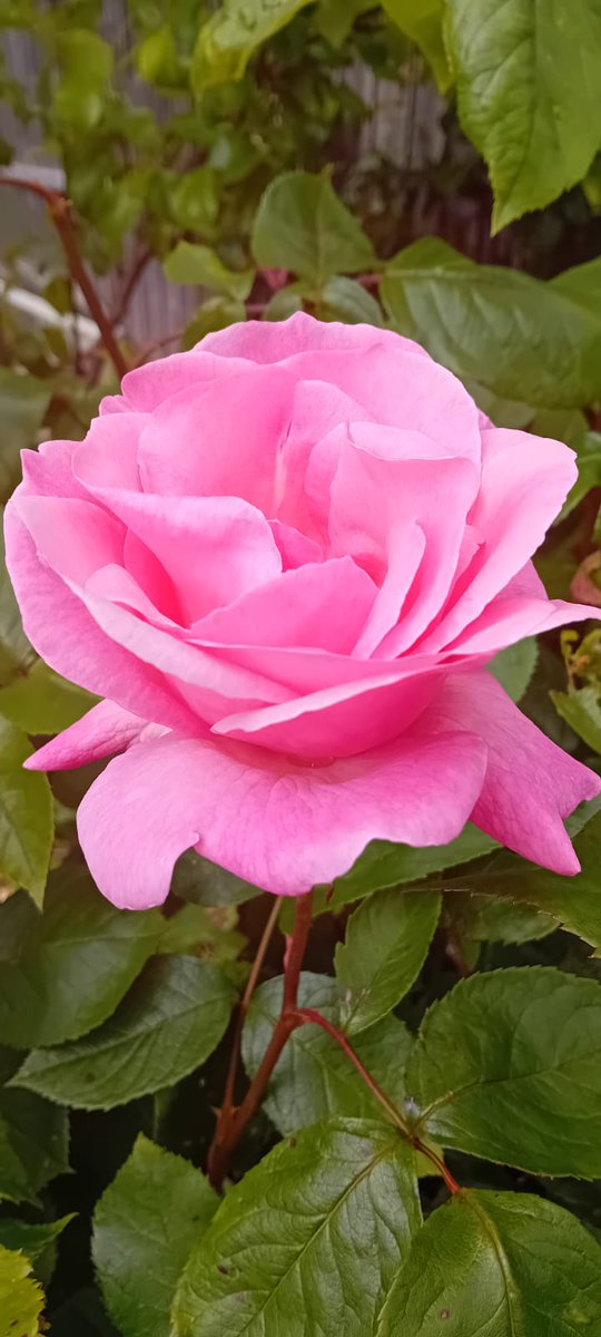 Bringing in the pinks! #rosewednesday #pinkroses #GardeningTwitter #GardeningX