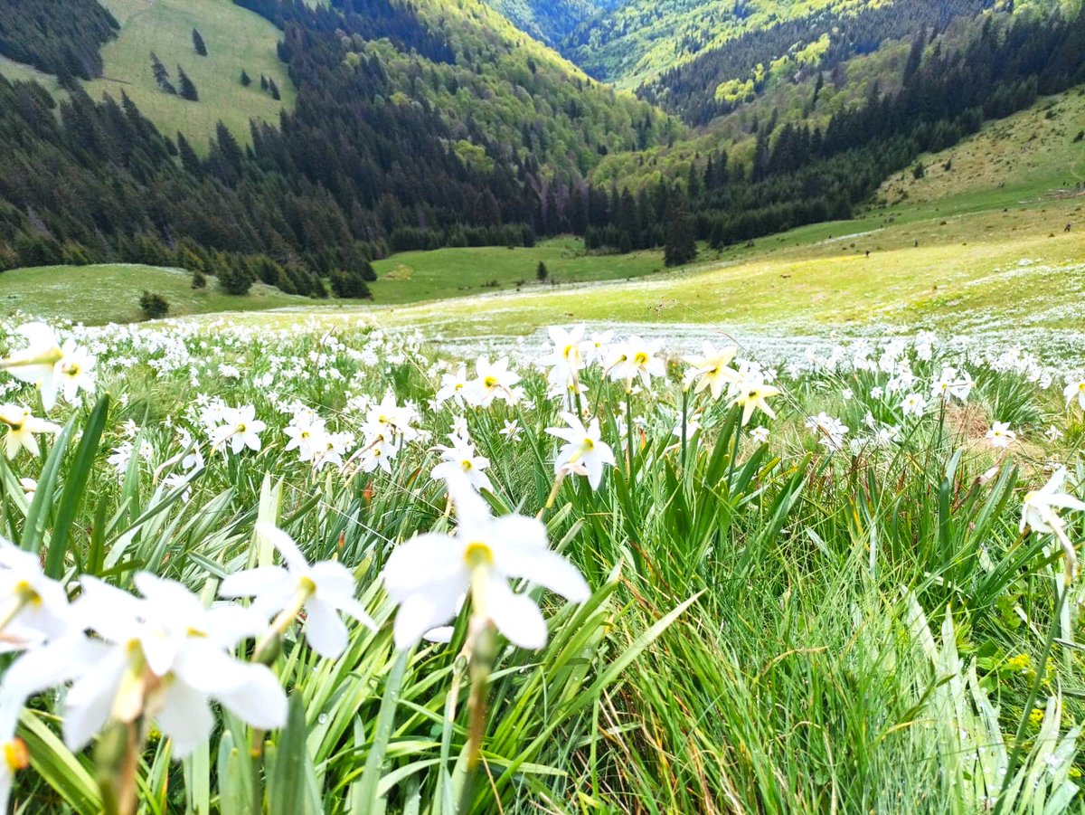 Narcisele înflorite din Poiana Narciselor în Parcul Național Munții Rodnei din cadrul #Romsilva 

#Daffodils are in bloom in Rodnei Mountains National Park, #Romania 

#flower #flowers #naturephoto #NaturePhotograhpy #NatureMagic #NatureWonders #NatureBeautiful #NatureIsAmazing