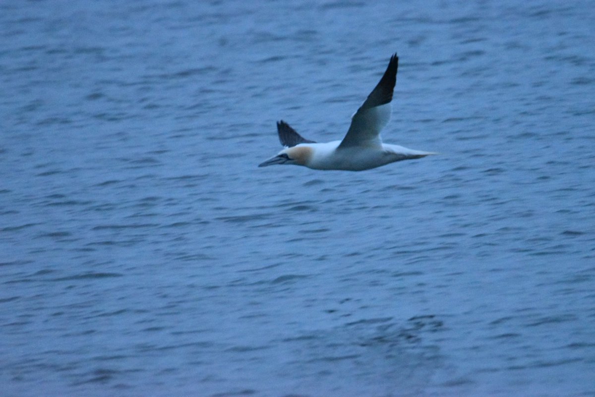 Gannet at Newcastle beach.#ThePhotoHour #Gannet #birds #Wicklow #Ireland