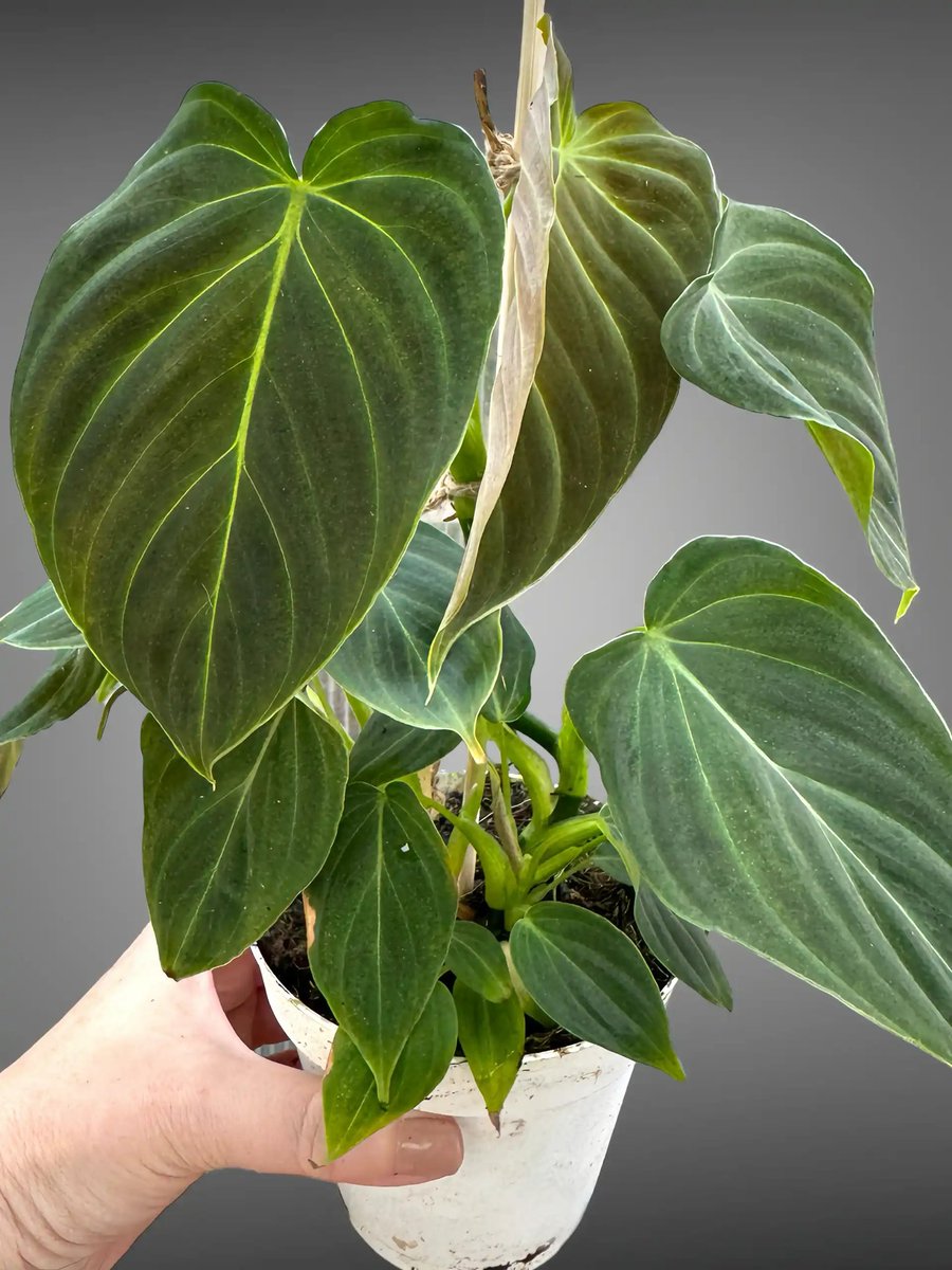 BlossmPlants's tweet photo. Philodendron Splendid ✨ https://t.co/DZs2dyaWyY