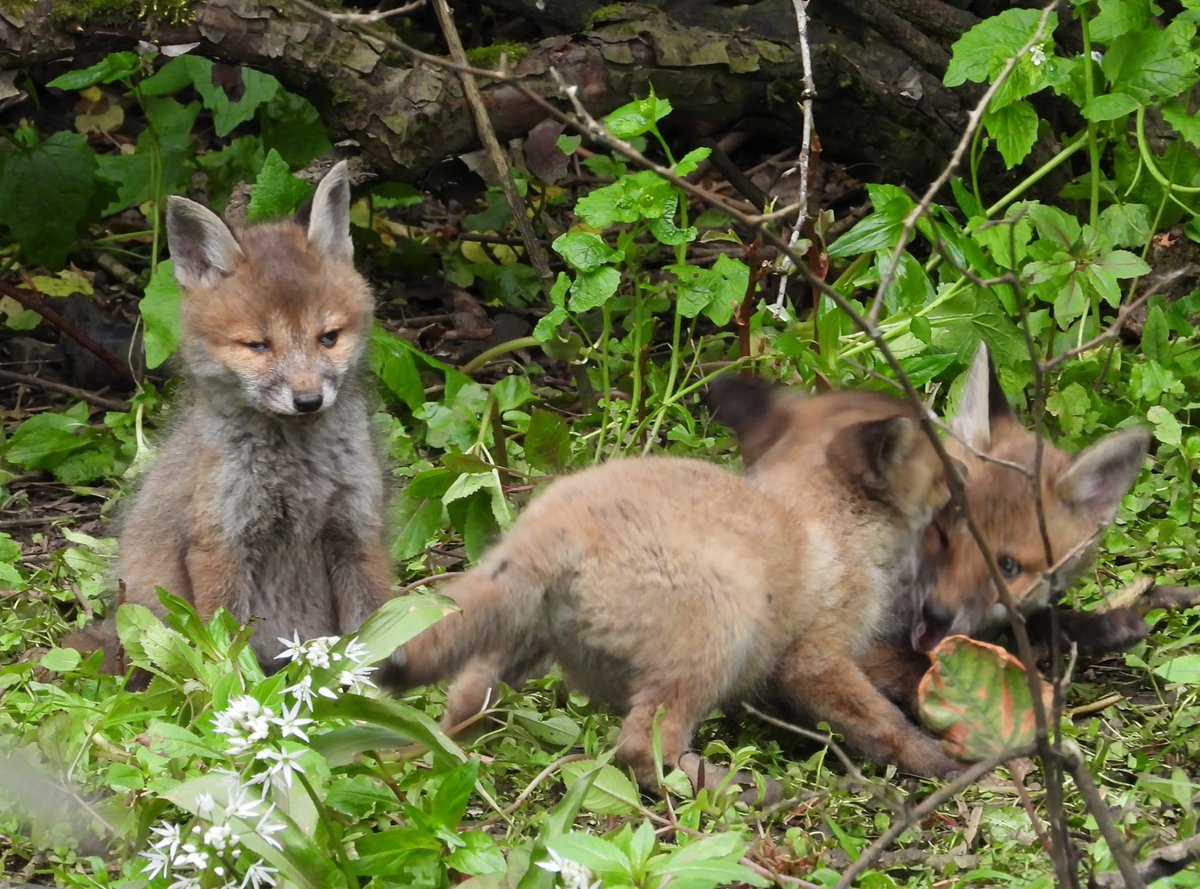 Cub was not impressed by its siblings behaviour #FoxOfTheDay