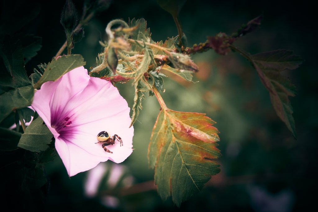 Small creatures of nature 📸 Fujifilm X-T4 📷 Fujinon XF 16-55mm F2.8 R LM WR ⚙️ Distance 55.0 mm - ISO 160 - f/8.0 - Shutter 1/400 📍 Jardins del Doctor Pla i Armengol, el Guinardó, Horta-Guinardó, Barcelona #spider #flower #photography