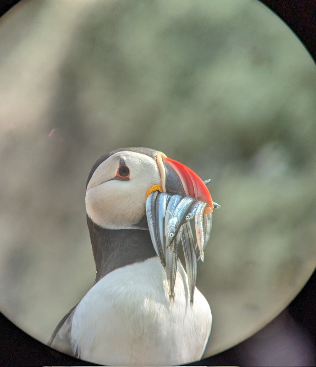 Someone's appreciating the sandeel fishing ban