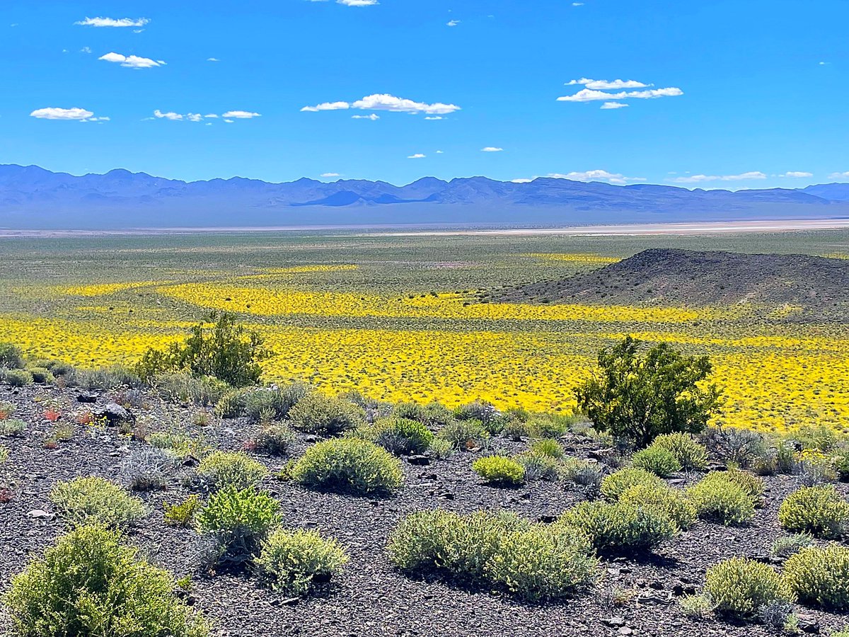 We had a beautiful #wildflower bloom last week in Sarcobatus Flat west-central Nevada in northernmost edge of Mojave Desert and into Transition zone with sagebrush. Huge rains here, I still need to tally my rain gauge totals. Dare I say superbloom? 🧵