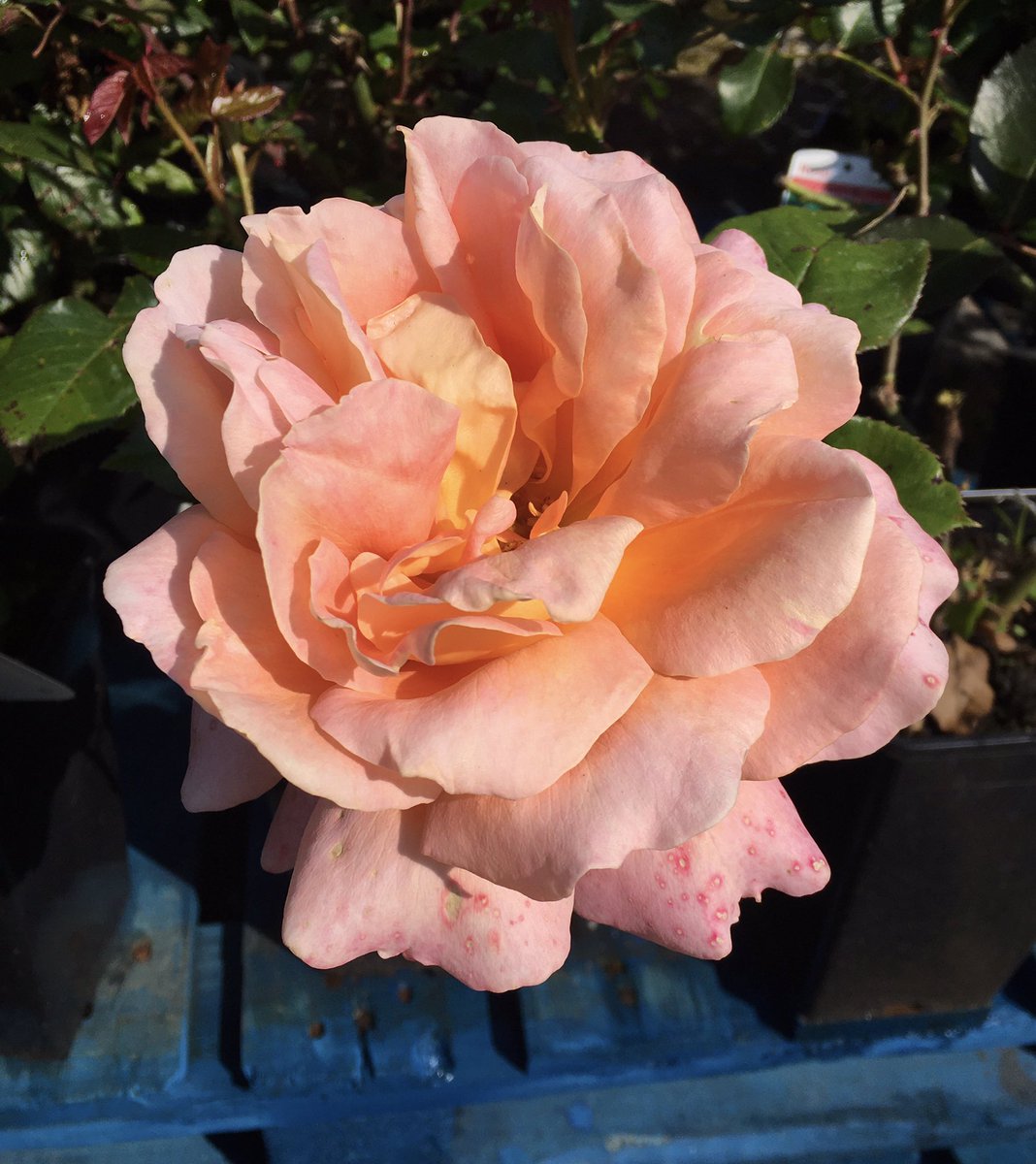 A beautiful rose with a lovely scent enjoying last weekends sunshine. It’s a very wet morning but have a great Wednesday. #RoseWednesday #Roses #GardeningX