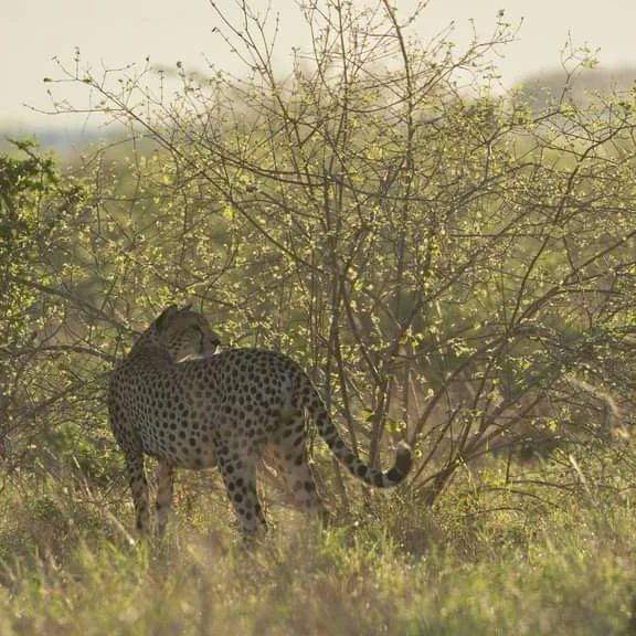 KWSTsavoEast's tweet photo. Witness Nature's wild cycle of life unfolds in the heart of Tsavo East. 

📸.Lalindra De Silva 

#TunzaMaliYako  #ExploreExperienceConserve
#TsavoEastNationalPark https://t.co/QQ4YV1Gos1