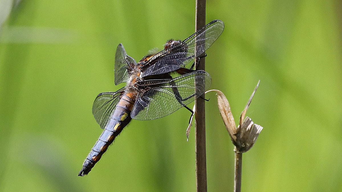 IsaVerbist's tweet photo. Broad-bodied darter 
#wildwebswednesday #broadbodiedchaser #libelluladepressa #wildlifewednesday #insectphotography
#macrohour #channel169
#GardeningTwitter #ThePhotoHour #naturelovers #TwitterNatureCommunity #pollinators #insects @BDSdragonflies #NaturePhotography #dragonfly https://t.co/jzXf97vA8b