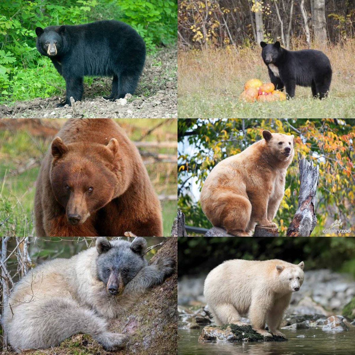 American black bears r very underrated look at this color variation