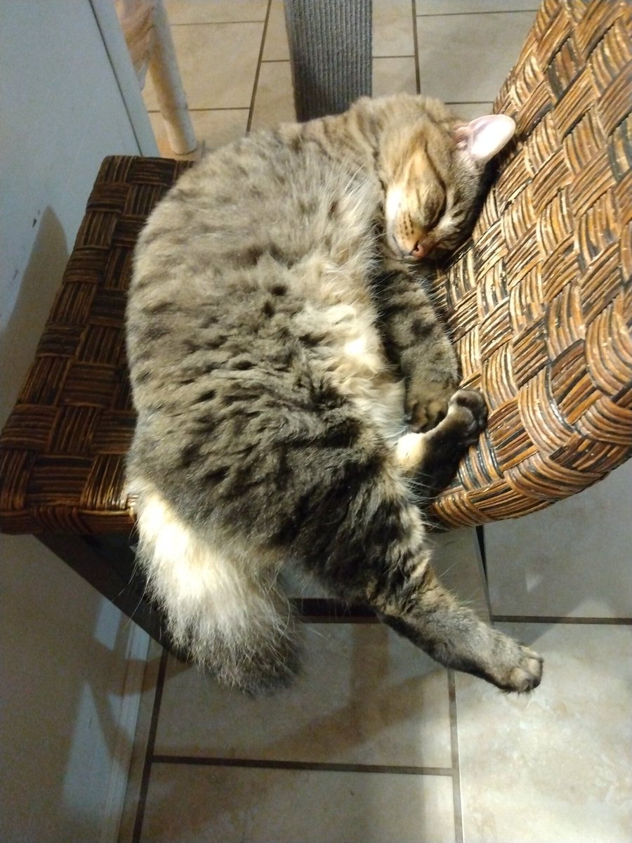 damon96792's tweet image. Looking for inner peace, serenity and tranquility? My cat&apos;s figured it out 😀