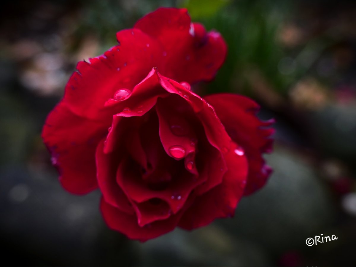 After the rain... #RoseWednesday #Rose #nature #naturephotography #flowers #photo
