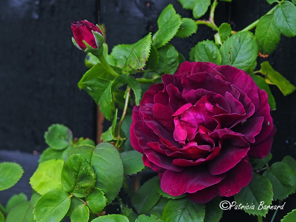 Hi everyone, one of my all-time favourites, the gorgeous 'Souvenir du Docteur Jamain', a shot I took a couple of days ago in my back garden, deep colour and amazing scent ⚘️ #rosewednesday #gardening #flowers #flowerphotography #nature #photography #GardeningTwitter #roses