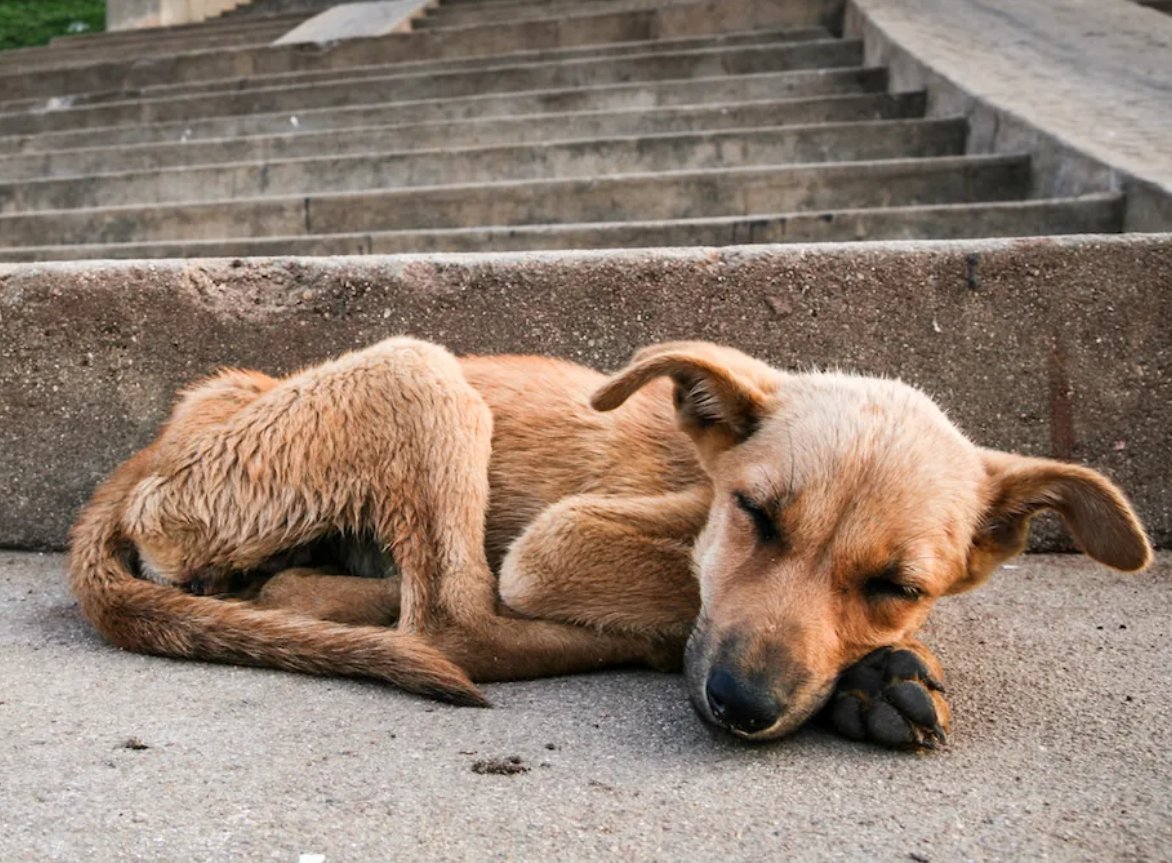 Ben sana beddua etmem. Zaten benim masumiyetim buna yetmez. Ama neyin içinde olduğunu dahi bilmeyen bir köpeği canavarlaştırıp zulmedersen ve hatta topyekün yok edilmelerine sebep olursan, onların ahından korkmalısın.